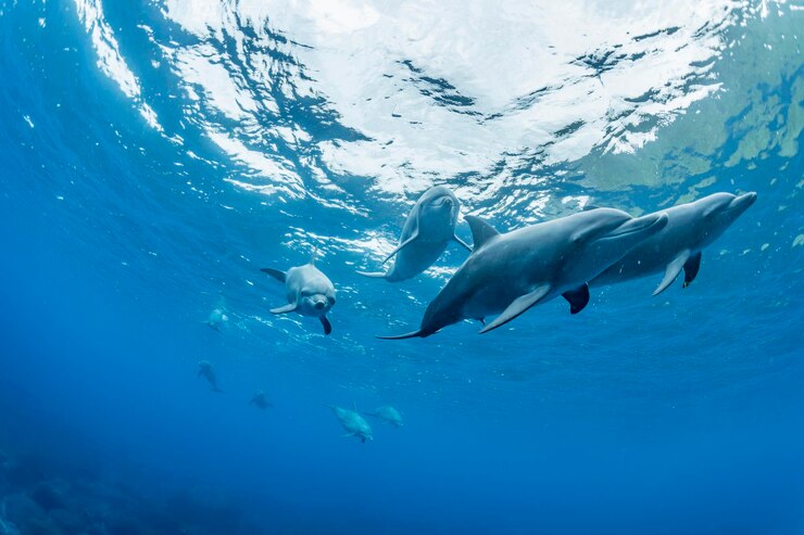 Foto indiase bottlenose dolfijn