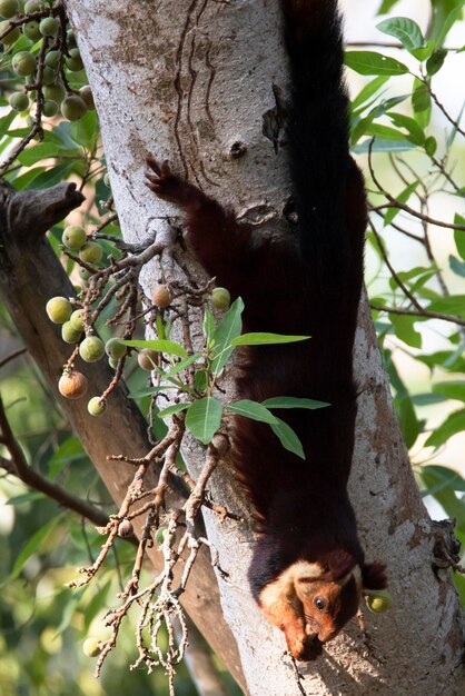 Indiase gigantische eekhoorn die ondersteboven hangend fruit eet