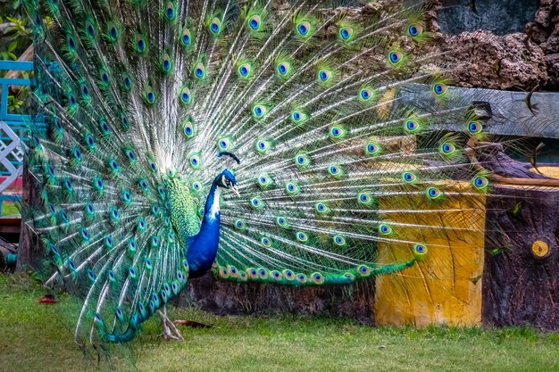 Indiase pauw of pauw die zijn majestueuze veren in de tuin tentoonstelt