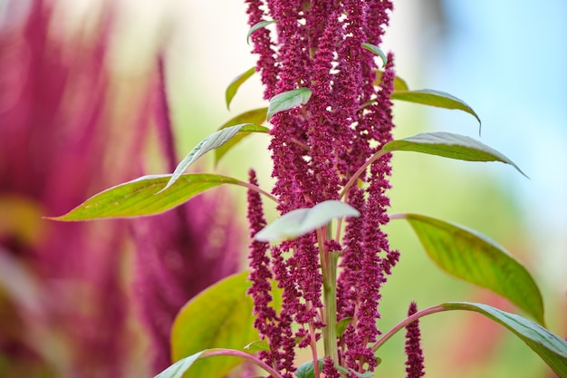 Indiase rode amarant plant groeit in de zomertuin. Bladgroente, graan- en sierplant, bron van eiwitten en aminozuren.