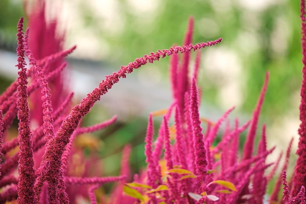 Indiase rode amarant plant groeit in de zomertuin. Bladgroente, graan- en sierplant, bron van eiwitten en aminozuren.