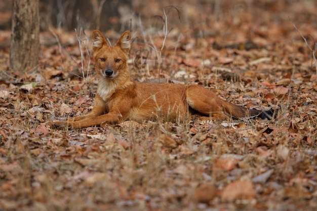 Indiase wilde hond poseert in de natuurhabitat