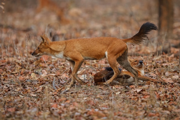 Indiase wilde hond poseert in de natuurhabitat