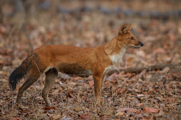 Indiase wilde hond poseert in de natuurhabitat