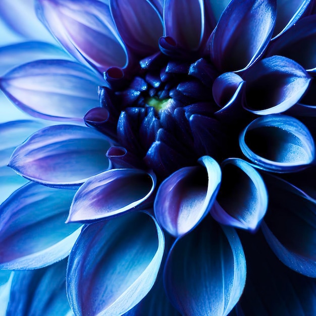 Indigo dahlia macro photography