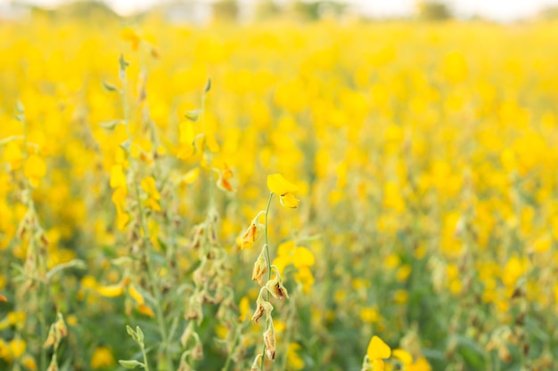 Indisch hennepveld. Gele bloem.