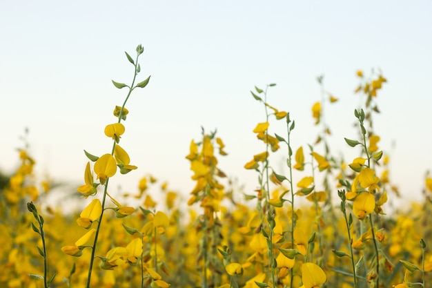 Indisch hennepveld. Gele bloem.