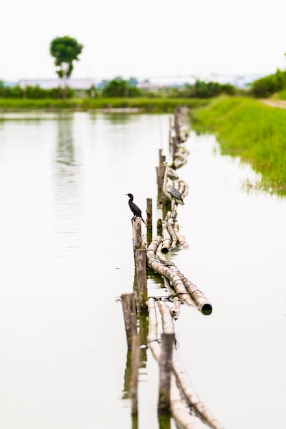 Indische Aalscholver, Phalacrocorax-fuscicollis, donkere vogel in aardhabitat