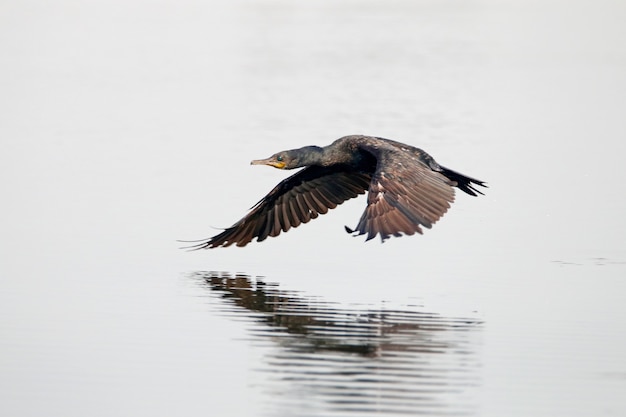 Indische aalscholver phalacrocorax fuscicollis vogel die op de vijvers vliegt