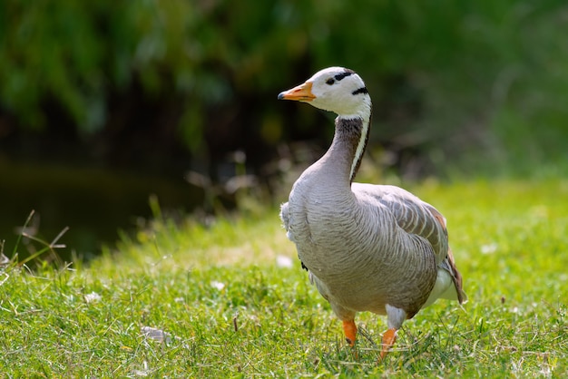 Indische gans, Anser indicus, enkele vogel op het gras