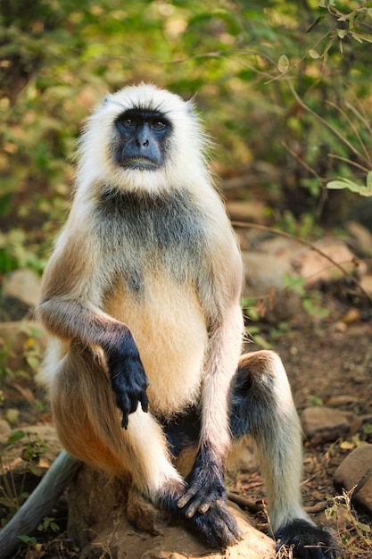 Indische gemeenschappelijke Grijze langur of Hanuman langur-aap die in het nationale park van Ranthambore, Rajasthan, India eten