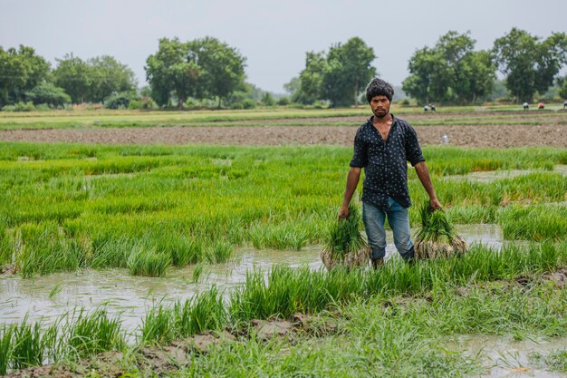 Indische landbouwer die in padieveld werkt