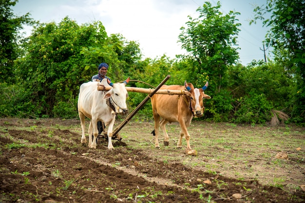 Indische landbouwer die op de traditionele manier met stier bij zijn landbouwbedrijf werkt, een indische landbouwscène.