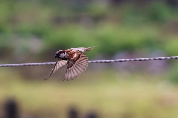 Foto indische mus die vertrekt.