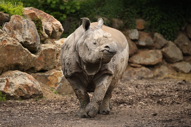 Indische neushoorn in de prachtige natuur uitziende habitat