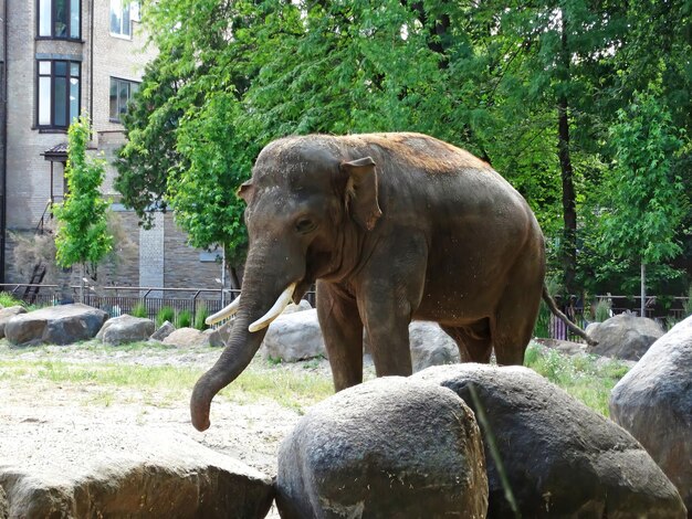 Indische olifant eet bladeren in de dierentuin Close-up