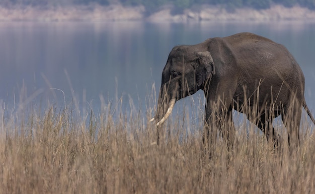 Indische olifant (Elephas maximus indicus) in de jungle van Jim Corbett National Park.