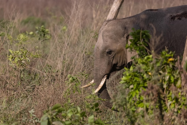 Indische olifant (Elephas maximus indicus) of Tusker in de jungle van Jim Corbett National Park.