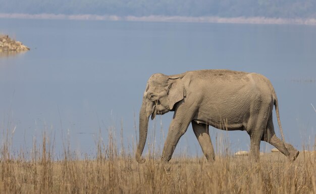 Indische olifant (Elephas maximus indicus) of Tusker in de jungle van Jim Corbett National Park.