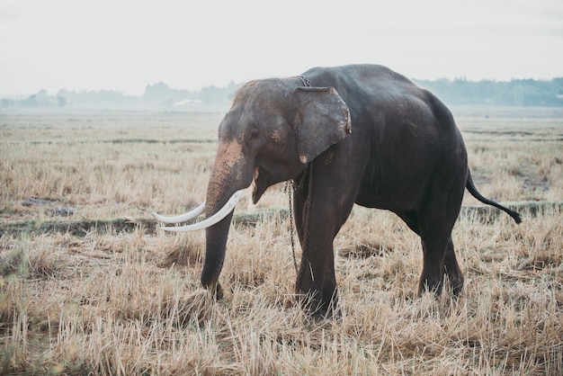 Indische olifant werkzaam in de landbouw