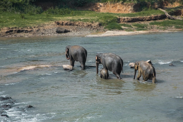 Indische olifanten baden in de rivier