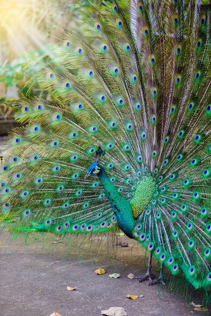 Indische Pauw (Pavo-cristatus) Pauw