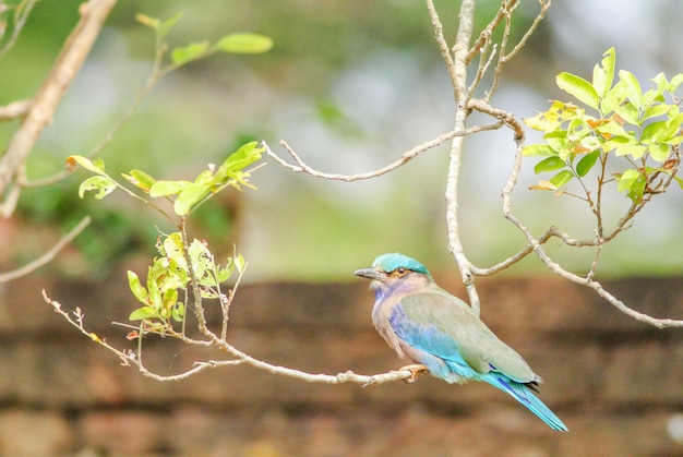 Indische Rol (Coracias-benghalensis) op de tak