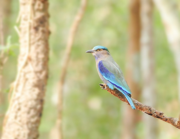 Indische Rol (Coracias-benghalensis) op de tak