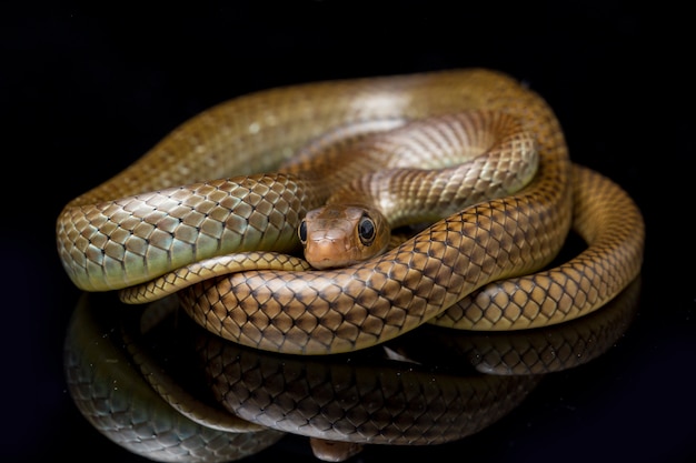 Serpente di ratto indo-cinese isolato sul nero