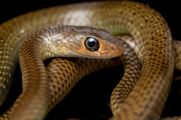 Serpente di ratto indo-cinese isolato sul nero