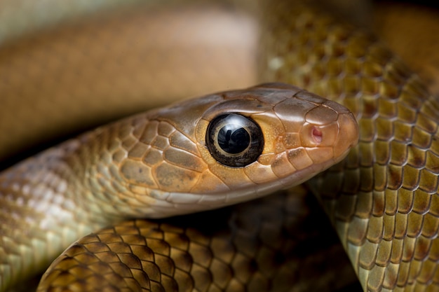 Serpente di ratto indo-cinese isolato sul nero