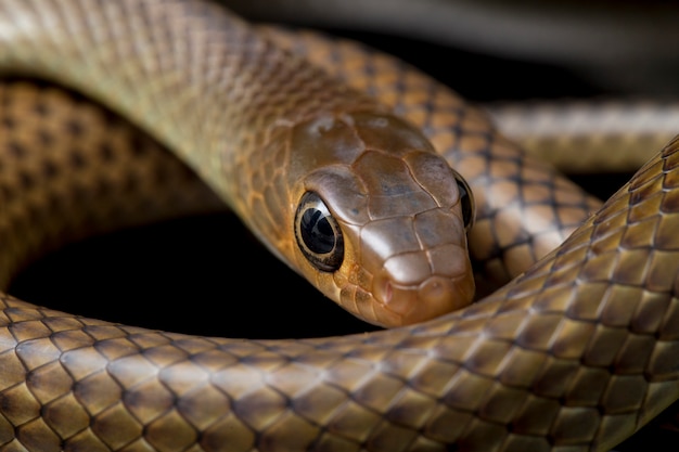 Indo-Chinese rat snake  isolated on black