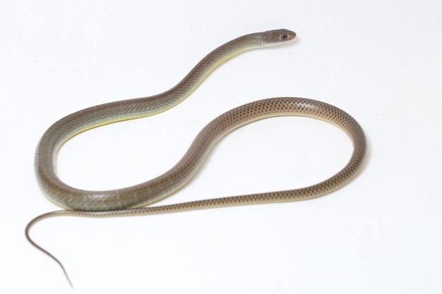 Indo-Chinese rat snake isolated