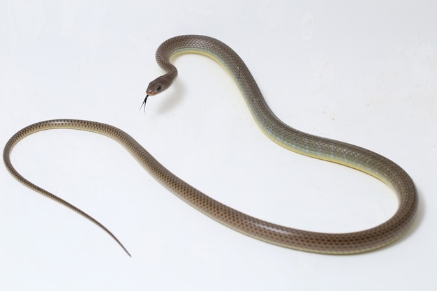 Indo-Chinese rat snake isolated