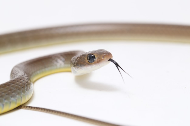 Photo indo-chinese rat snake isolated