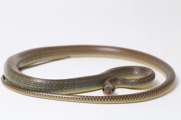 Indo-Chinese rat snake isolated