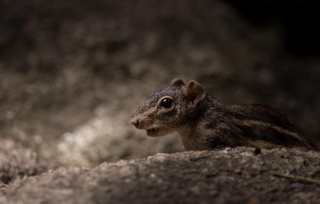 Indochinese ground squirrel Menetes berdmorei hiding behind the rocks in park