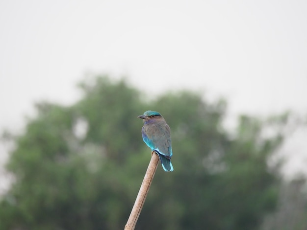 Photo indochinese roller bird in the field