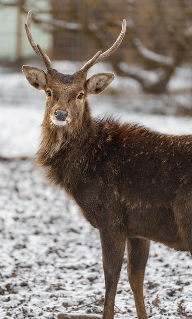 Indochinese Sika Deer