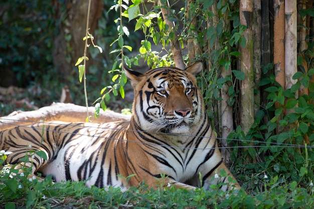 Indochinese tiger (Panthera tigris corbetti).