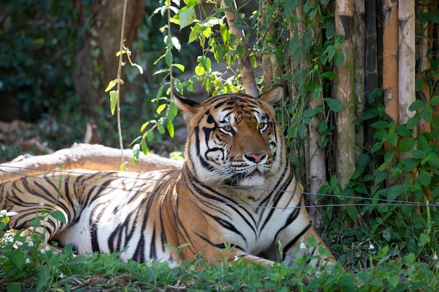 Indochinese tijger (Panthera tigris corbetti).