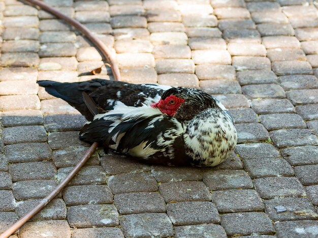 Indoda nel cortile del pollaio della fattoria. anatra maschio all'aperto in cortile in una luminosa giornata estiva di sole. ritratto di anatra in bianco e nero anatra indoda barbary con coralli nasali rossi nel giardino pubblico