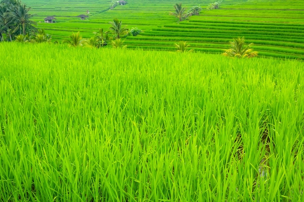 Indonesia. Evening terraces of rice fields. Huts and palm trees