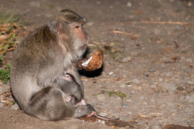 Indonesia macaque monkey ape close up portrait