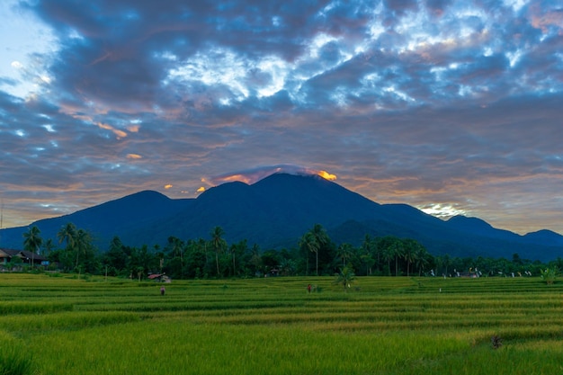 Indonesia's beautiful natural scenery background morning in the yellow rice area