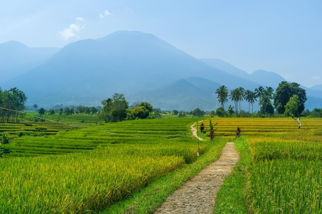 Природный ландшафт Индонезии с деревенской дорожной инфраструктурой и рисовыми плантациями в солнечную погоду