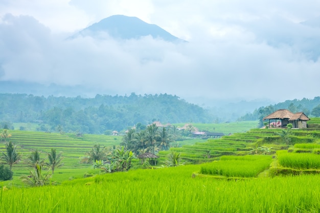 Indonesia. A small village and rice fields on the Java island. Fog after rain and high mountain