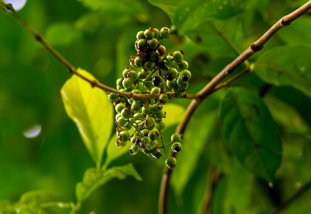 얕은 초점에 있는 인도네시아 베이 리프 또는 다운 살람 Syzygium polyanthum 과일