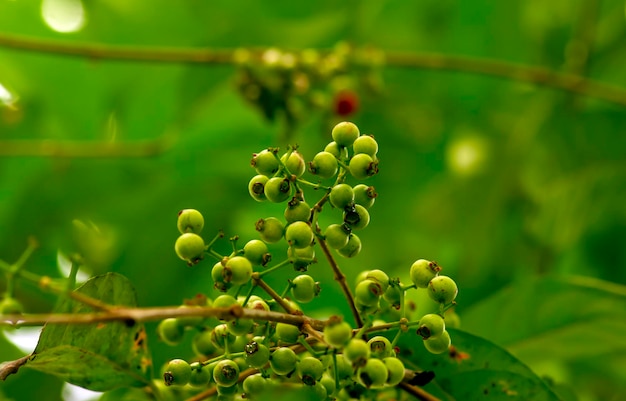 얕은 초점에 있는 인도네시아 베이 리프 또는 다운 살람 Syzygium polyanthum 과일