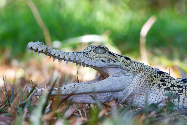 Indonesian estuarine crocodiles are sunbathing with their mouths open